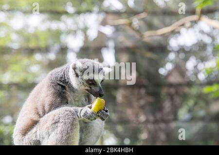 Ring Tailed Lemur essen Obst Stockfoto