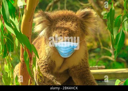 COVID-19 Infektionen bei Tieren. koala Bär mit chirurgischer Gesichtsmaske im Eukalyptuswald auf Phillip Island in Victoria, Australien. Darstellung von Stockfoto