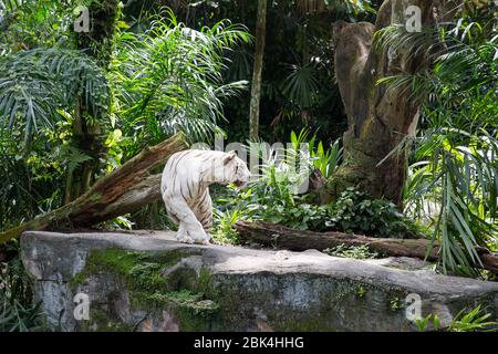 Weißer Tiger streift in seinem Gehege Stockfoto