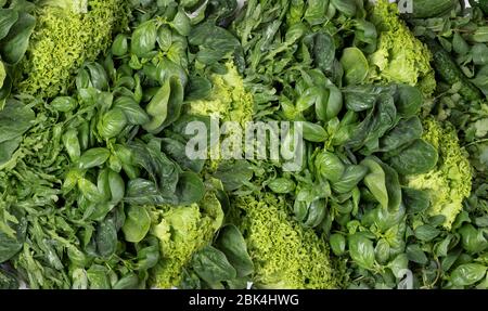 Grüner Hintergrund von frischen duftenden Mix Kräuter. basilikum Koriander Pfefferminze Spinat, Salat, Rucola. Flach legen Stockfoto