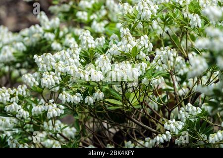 Zwerg Japanische Andromeda Pieris japonica var. yakushimensis 'Prelude' Stockfoto