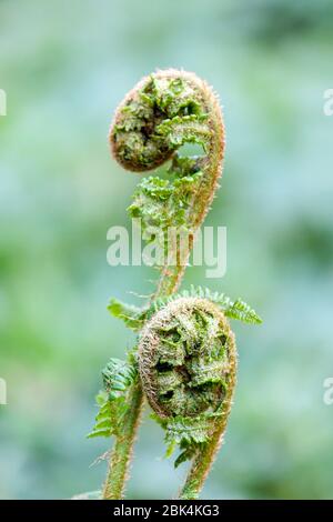 Farn-Fiddlehead schießt Stockfoto