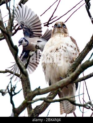 Hawk thront hoch auf einem Baumzweig, der von einem aggressiven blauen eichelhäher gemobbt wird. Stockfoto