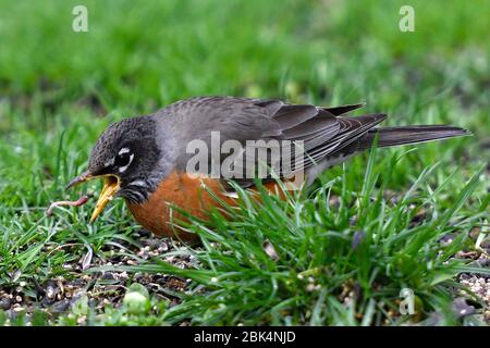 Robin isst einen Wurm auf dem Boden mit grünem Gras und Vogelsamen auf dem Boden. Stockfoto