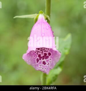 Regentropfen auf einer Foxhandschuh-Blume in einem Garten am Eagle Lake, Ontario, Kanada Stockfoto