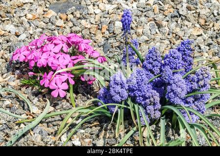 Traubenhyazinth Muscari armeniacum „Blue Spike“ kriechender Phlox-Kiesgarten Stockfoto