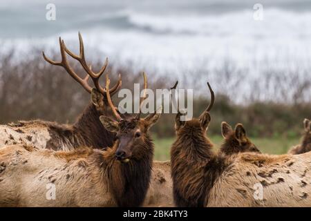 Roosevelt Elk genießen einen ruhigen bewölkten Tag an der nördlichen kalifornischen Küste mit einer schönen frischen grünen Weide Ende Januar Stockfoto