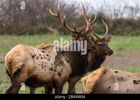 Roosevelt Elk genießen einen ruhigen bewölkten Tag an der nördlichen kalifornischen Küste mit einer schönen frischen grünen Weide Ende Januar Stockfoto