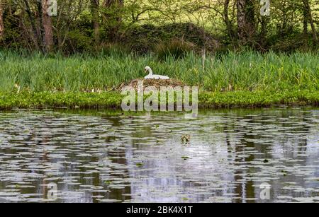 Stumme Schwan Cygnus Farbe saß auf einem Nest schwebend auf Lilienpads. Stockfoto