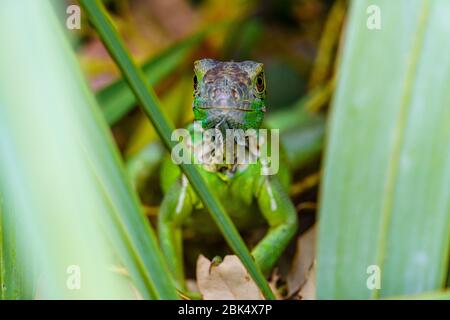 Grüner Leguan (Leguane) Vorderansicht, in Sägepalme Pflanze - Davie, Florida, USA Stockfoto
