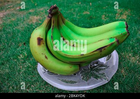 Seitenansicht von Plantain oder Green Banana (Musa paradisiaca) auf einer transparenten Platte Bacground von Haus Rasen Gras. Diese rohen für das Kochen südindien verwendet Stockfoto