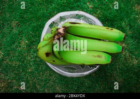 Draufsicht auf Plantain oder Green Banana (Musa paradisiaca) auf einer transparenten Platte Bacground von Haus Rasen Gras. Diese rohen für das Kochen südindien verwendet Stockfoto