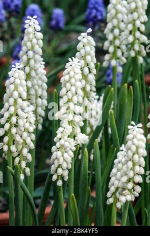 Traubenhyazinthe Muscari Botryoides 'Album' Stockfoto