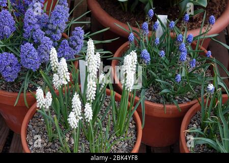 Traubenhyazinthe Muscari botryoides 'Album' Pflanzentöpfe Garten Frühling Blumen Topf Stockfoto