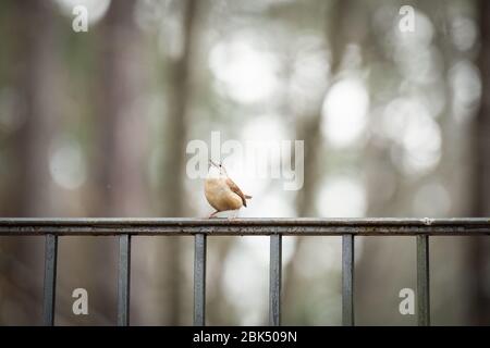 Carolina Wren singt auf einem rostigen Metallzaun Stockfoto