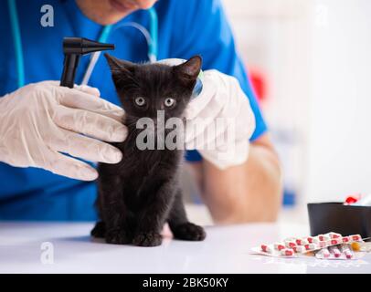 Der Tierarzt Arzt Kätzchen Prüfung in Animal Hospital Stockfoto