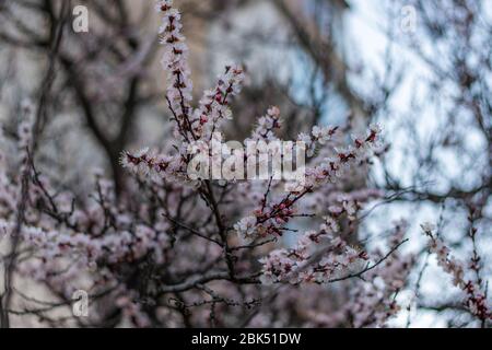 Aprikosenbaum weiß-rosa traumhafte, üppige Blüten auf dem blühenden Aprikosenbaum Stockfoto