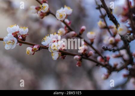 Aprikosenbaum Traumblumen. Frühling rosa-weiße Blüten auf Aprikosenbaum Zweig Stockfoto