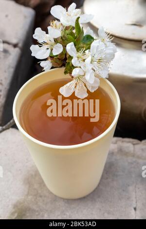 Licht sonnigen Tasse Glas mit Frühling Aroma aromatisierten Tee und alten Grunge Ruß vintage Teekanne. Kirschblüten weiße Blüten auf Becher. Lifestyle Natur im Freien Stockfoto