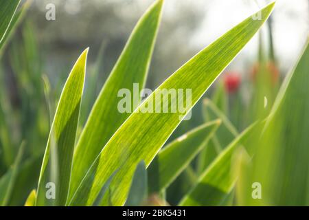 Grüne junge Grasblütenblätter auf heller Sonne scheinen durch im Garten. Frühling sonnige Entwicklung Wachstum Stockfoto
