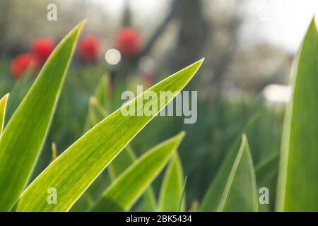 Grüne junge Grasblütenblätter auf heller Sonne scheinen durch im Garten. Frühling sonnige Entwicklung Wachstum Stockfoto