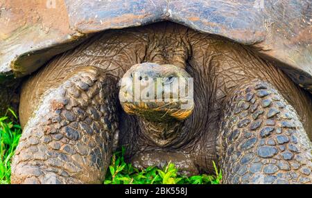 Nahaufnahme Porträt einer riesigen Galapagos-Schildkröte (Chelonoidis nigra) auf der Insel Santa Cruz, Galapagos-Nationalpark, Ecuador. Stockfoto