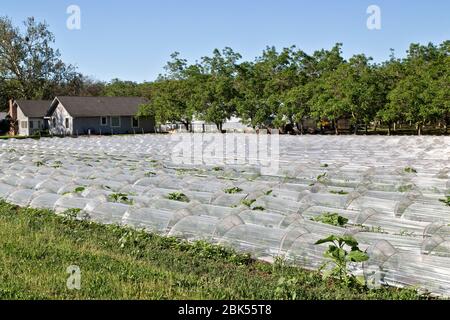 Reihen von Mini-Gewächshäusern, Vermehrung von Gemüsesamen. Stockfoto