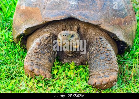 Porträt einer Riesenschildkröte (Chelonoidis nigra) auf der Insel Santa Cruz, Galapagos Nationalpark, Ecuador. Stockfoto
