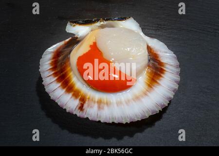 Große rohe Königin Jakobsmuschel mit orangefarbenem Kaviar in der Schale auf dunklem Hintergrund. Luxus Meeresfrüchte und Schalentiere lat. Aequipecten opercularis Stockfoto