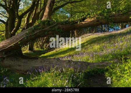 Lewesdon Hill, Dorset, Großbritannien. Mai 2020. Wetter in Großbritannien. Bluebells in voller Blüte im Wald auf Lewesdon Hill bei Broadwindsor in Dorset am Ende eines warmen sonnigen Tages. Bild: Graham Hunt/Alamy Live News Stockfoto