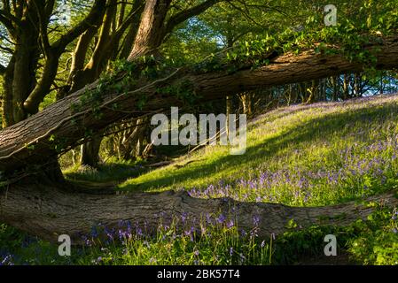 Lewesdon Hill, Dorset, Großbritannien. Mai 2020. Wetter in Großbritannien. Bluebells in voller Blüte im Wald auf Lewesdon Hill bei Broadwindsor in Dorset am Ende eines warmen sonnigen Tages. Bild: Graham Hunt/Alamy Live News Stockfoto