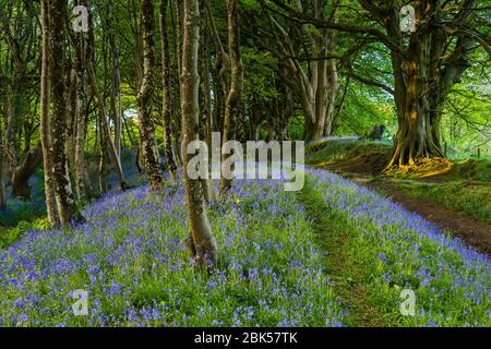 Lewesdon Hill, Dorset, Großbritannien. Mai 2020. Wetter in Großbritannien. Bluebells in voller Blüte im Wald auf Lewesdon Hill bei Broadwindsor in Dorset am Ende eines warmen sonnigen Tages. Bild: Graham Hunt/Alamy Live News Stockfoto