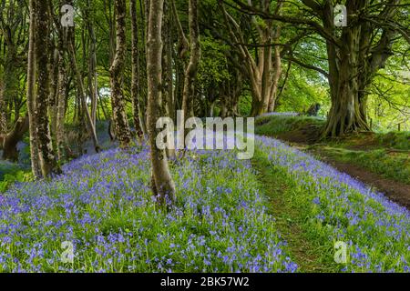 Lewesdon Hill, Dorset, Großbritannien. Mai 2020. Wetter in Großbritannien. Bluebells in voller Blüte im Wald auf Lewesdon Hill bei Broadwindsor in Dorset am Ende eines warmen sonnigen Tages. Bild: Graham Hunt/Alamy Live News Stockfoto