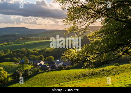 Lewesdon Hill, Dorset, Großbritannien. Mai 2020. Wetter in Großbritannien. Blick auf die Landschaft und Felder aus dem Wald auf Lewesdon Hill bei Broadwindsor in Dorset am Ende eines warmen Sonnentags. Bild: Graham Hunt/Alamy Live News Stockfoto