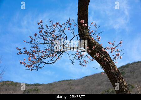 Pflaumenblüte und blauer Himmel Hintergrund Stockfoto