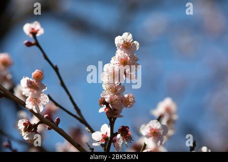 Nahaufnahme von Pflaumenblüten am blauen Himmel an einem Frühlingstag Stockfoto