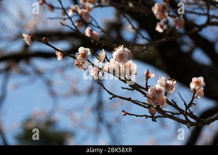 Nahaufnahme von Pflaumenblüten am blauen Himmel an einem Frühlingstag Stockfoto