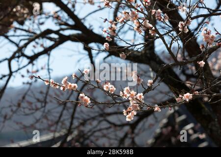 Die rosa Pflaume blüht im Seonamsa Tempel, Südkorea. Stockfoto