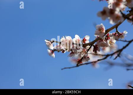 Nahaufnahme von Pflaumenblüten am blauen Himmel an einem Frühlingstag Stockfoto