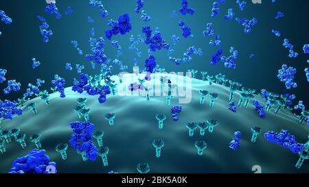 Abbildung von Antikörpern (blau), die an eine vireninfizierte Zelle anhängen. Antikörper binden an spezifische Antigene, zum Beispiel an virale Proteine, die auf der Oberfläche infizierter Zellen angezeigt werden und markieren sie für die Zerstörung durch Phagozyten-Immunzellen. Stockfoto