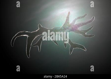 Balamuthia mandrillaris Amöben, computer Abbildung. Dies ist der reproduktiven Phase des Organismus, trophozoite bilden. B. mandrillaris, einer frei lebenden einzelliger Organismus, ist in Wasser und Boden in gemäßigten Regionen gefunden. Infektionen sind selten, aber es kann die Krankheit granulomatöse amöbische Enzephalitis (GAE) des Gehirns verursachen, ist fast immer tödlich. Stockfoto