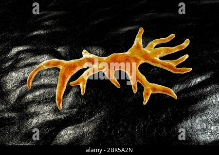 Balamuthia mandrillaris Amöben, computer Abbildung. Dies ist der reproduktiven Phase des Organismus, trophozoite bilden. B. mandrillaris, einer frei lebenden einzelliger Organismus, ist in Wasser und Boden in gemäßigten Regionen gefunden. Infektionen sind selten, aber es kann die Krankheit granulomatöse amöbische Enzephalitis (GAE) des Gehirns verursachen, ist fast immer tödlich. Stockfoto