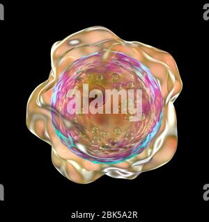 Balamuthia mandrillaris amoeba, Computerdarstellung. Dies ist die infektiöse Form des Organismus, die Zyste. B. mandrillaris, ein freilebender einzelliger Organismus, kommt in Wasser und Boden in gemäßigten Regionen vor. Infektionen sind selten, aber es kann die Krankheit granulomatöse amöbische Enzephalitis (GAE) des Gehirns verursachen, mit ist fast immer tödlich. Stockfoto