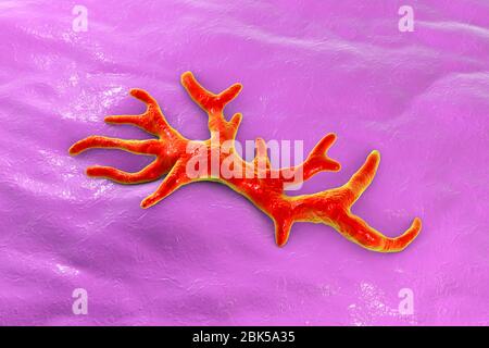 Balamuthia mandrillaris Amöben, computer Abbildung. Dies ist der reproduktiven Phase des Organismus, trophozoite bilden. B. mandrillaris, einer frei lebenden einzelliger Organismus, ist in Wasser und Boden in gemäßigten Regionen gefunden. Infektionen sind selten, aber es kann die Krankheit granulomatöse amöbische Enzephalitis (GAE) des Gehirns verursachen, ist fast immer tödlich. Stockfoto