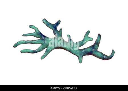 Balamuthia mandrillaris Amöben, computer Abbildung. Dies ist der reproduktiven Phase des Organismus, trophozoite bilden. B. mandrillaris, einer frei lebenden einzelliger Organismus, ist in Wasser und Boden in gemäßigten Regionen gefunden. Infektionen sind selten, aber es kann die Krankheit granulomatöse amöbische Enzephalitis (GAE) des Gehirns verursachen, ist fast immer tödlich. Stockfoto