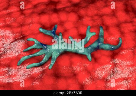 Balamuthia mandrillaris Amöben, computer Abbildung. Dies ist der reproduktiven Phase des Organismus, trophozoite bilden. B. mandrillaris, einer frei lebenden einzelliger Organismus, ist in Wasser und Boden in gemäßigten Regionen gefunden. Infektionen sind selten, aber es kann die Krankheit granulomatöse amöbische Enzephalitis (GAE) des Gehirns verursachen, ist fast immer tödlich. Stockfoto
