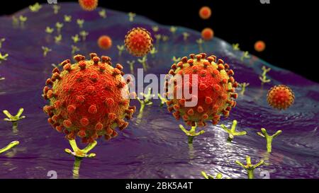 Covid-19 Coronavirus Bindung an menschliche Zelle, konzeptionelle Computerdarstellung. SARS-CoV-2 Coronavirus (zuvor 2019-nCoV), das an einen ACE2-Rezeptor auf einer menschlichen Zelle bindet (nicht maßstabsgetierbar). SARS-CoV-2 verursacht die Atemwegsinfektion Covid-19, die zu einer tödlichen Lungenentzündung führen kann. ACE2 (Angiotensin-converting Enzyme 2) ist eine membrangebundene Aminopeptidase, der Hauptrezeptor für das Spike-Glykoprotein von SARS-CoV-2, das als erster Schritt in der Entwicklung der Coronavirus-Infektion auf zellulärer Ebene und als mögliches Ziel für Behandlungsstrategie dient. Stockfoto