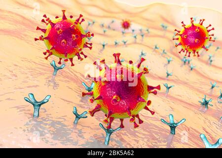 Covid-19 Coronavirus Bindung an menschliche Zelle, konzeptionelle Computerdarstellung. SARS-CoV-2 Coronavirus (zuvor 2019-nCoV), das an einen ACE2-Rezeptor auf einer menschlichen Zelle bindet (nicht maßstabsgetierbar). SARS-CoV-2 verursacht die Atemwegsinfektion Covid-19, die zu einer tödlichen Lungenentzündung führen kann. ACE2 (Angiotensin-converting Enzyme 2) ist eine membrangebundene Aminopeptidase, der Hauptrezeptor für das Spike-Glykoprotein von SARS-CoV-2, das als erster Schritt in der Entwicklung der Coronavirus-Infektion auf zellulärer Ebene und als mögliches Ziel für Behandlungsstrategie dient. Stockfoto