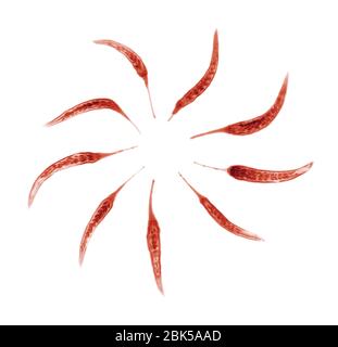 Neun rote Chilis im Kreis, farbiger Röntgenstrahl. Stockfoto