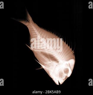 Fisch, Röntgen. Stockfoto